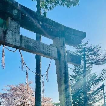 鳥居の画像 by コハクさん | お出かけ先と桜 ソメイヨシノとピンク❤︎ピンクと春爛漫！と鳥居と春を感じると青空
