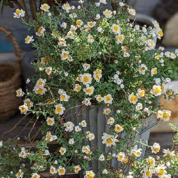 夏越しの画像 by やっちゃんさん | 小さな庭と花かんざしと夏越しとブリキ鉢