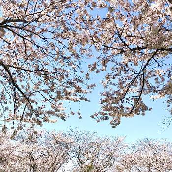  桜の花の画像 by たまごやきさん | お出かけ先とyu ＆ゆうクラブとピンクの花と 桜の花と手作りの庭と桜フォトコン2022とおうち園芸と花のある暮らし