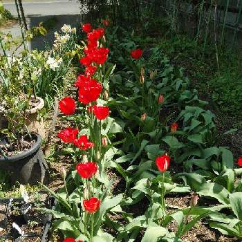 春-はる-の画像 by 咲楽天さん | 小さな庭とチューリップ♪と園芸と春-はる-と見切り品と球根と色彩とあか