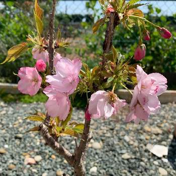 No.２０特大【旭山桜】（一才桜） - beachculture.co.jp