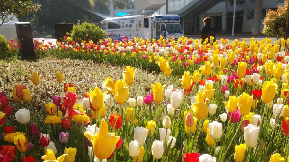 bouquetさんの横浜公園への投稿