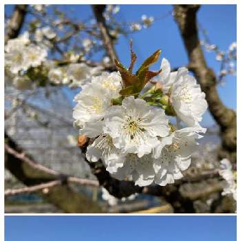  桜の花の画像 by あかべこさん | お出かけ先と 桜の花と南アルプスとツーリング