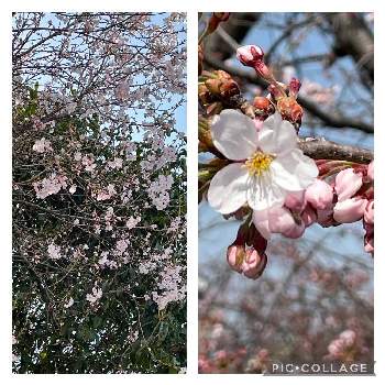 ソメイヨシノ❀の画像 by 日時計さん | 小さな庭と❤️桜リレー♬とチーム魔女っ子と桜(さくら)リレーと桜 ソメイヨシノとソメイヨシノ❀