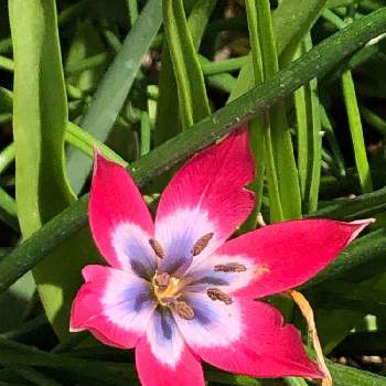 リトルビューティーの画像 by カンパニュラさん | 小さな庭と原種チューリップとリトルビューティーとすきな花♥︎とかわいい♡と咲いたよとす・て・き(❁ᴗ͈ˬᴗ͈)ときれいな色と小さな幸せ♡と花のある暮らしとほったらかし♡
