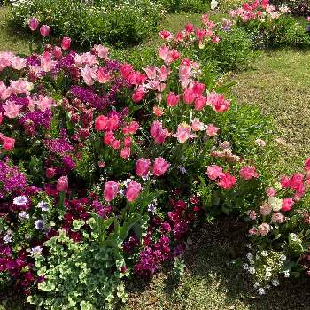 春らしいの画像 by passion flowerさん | お出かけ先とピンクの花と春らしいと里山ガーデン