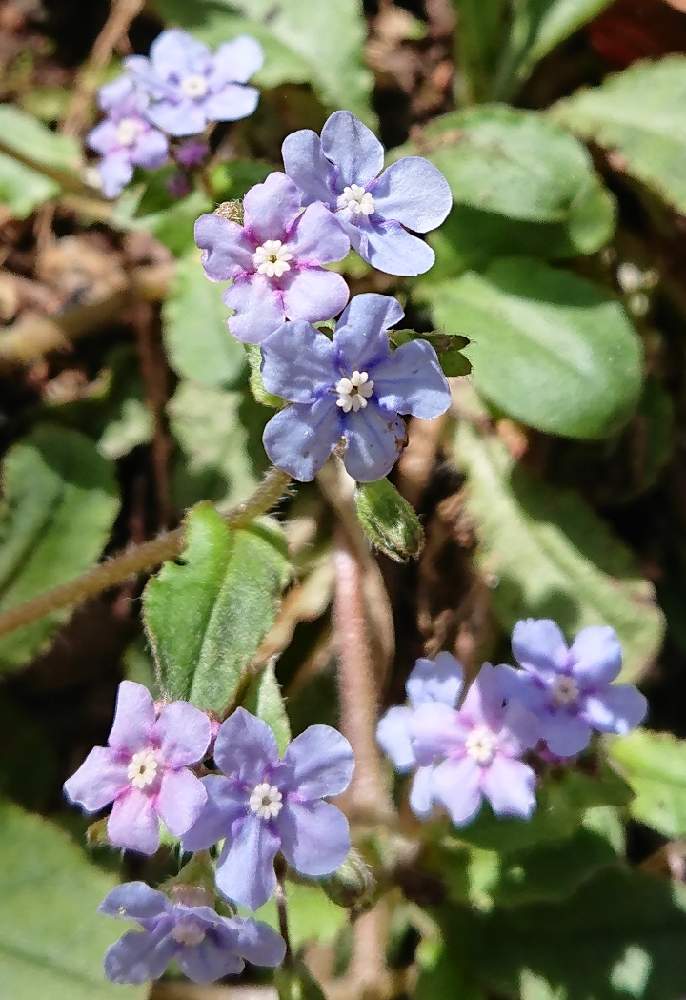 山瑠璃草の投稿画像 By 醜男さん スマホ撮影とヤマルリソウと野草と山野草と雑草と山草とスマホ撮影とヤマルリソウと野草と山野草と雑草と山草 22月4月10日 Greensnap グリーンスナップ Greensnap グリーンスナップ