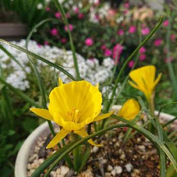 黄色い水仙の画像 by ちろちんさん | 小さな庭とガーデニングと花のある暮らしと黄色い水仙