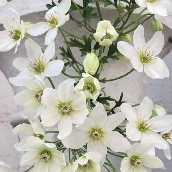 グリーンの花の画像 by カエキチューリップさん | バルコニー/ベランダとクレマチス  カートマニージョーとおうち時間とナチュラルガーデンとグリーンの花と花のある暮らしとグリーン系のお花と白い花
