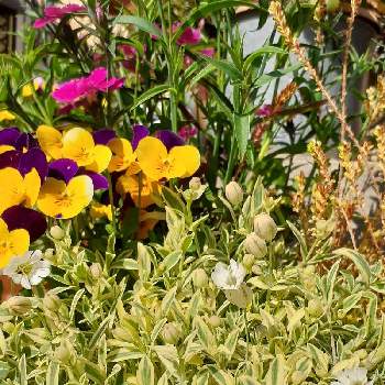 いやしの画像 by ともちんさん | 小さな庭とシレネ・ユニフローラといやしと寄せ植えと白いお花と花のある暮らしと宿根・多年草