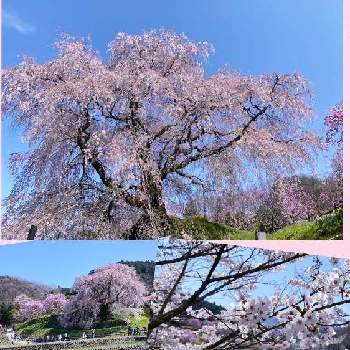 さくら満開の画像 by momoさん | さくら満開と又兵衛桜と樹齢300年