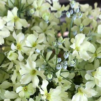 グリーンの花の画像 by あんぱんさん | 小さな庭とプリムラ　マラコイデス　ウィンティーと白い花とかわいい花とグリーンの花とおうち園芸