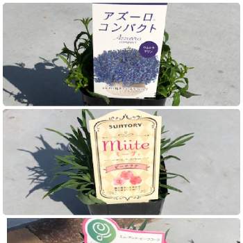 ミーテの画像 by waka4さん | エントランスとミーテとサントリー フラワーズとアイラブユーとアズーロとお花好きと花と生きるサントリー