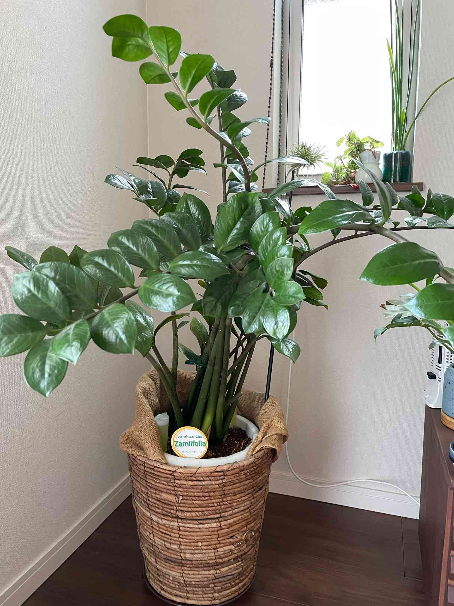 ★確認用画像です★ ザミオクルカス　根詰まり手前　2鉢に植え替える ザミオクルカス・ザミフォーリア植え替え｜🍀GreenSnap（グリーン