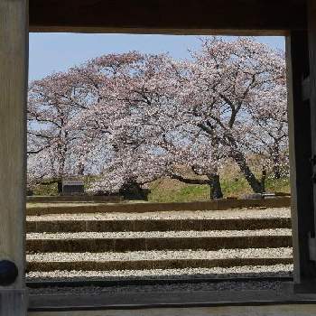 小峰城の画像 by senさん | お出かけ先と観察と小峰城と静かな時間と桜フォトコン2022と桜まつりと春の空と花のある暮らし