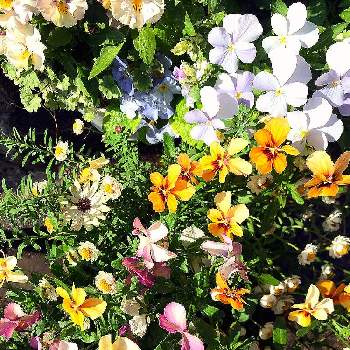 モリモリ選手権の画像 by あすなろさん | 玄関と元気いっぱいとビオラ・パンジーと寄せ植えと鮮やかな色と美しいとお花のある生活とモリモリ選手権とお花で癒される