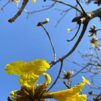 イペーの花の投稿画像一覧 Greensnap グリーンスナップ