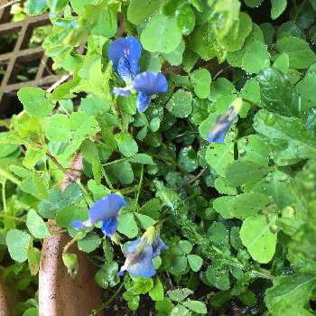 ブルークローバー♡の画像 by guchanさん | 小さな庭と春の庭とおうち園芸とブルークローバー♡と花のある暮らしとブルーの花