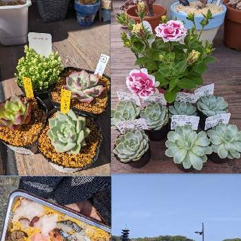 ペチュニア花衣の投稿画像一覧 Greensnap グリーンスナップ