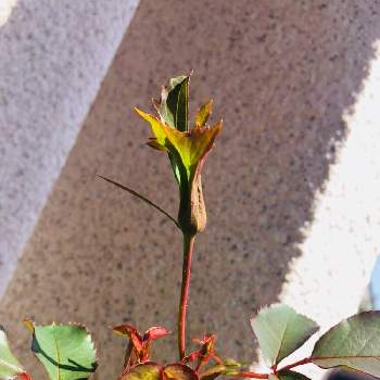 マチルダさんの投稿画像一覧 Greensnap グリーンスナップ