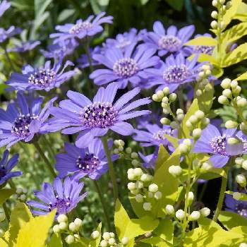 ヒメウツギ ライムシャンデリアの投稿画像一覧 Greensnap グリーンスナップ ヒメウツギ ライムシャンデリアの投稿画像一覧 Greensnap グリーンスナップ