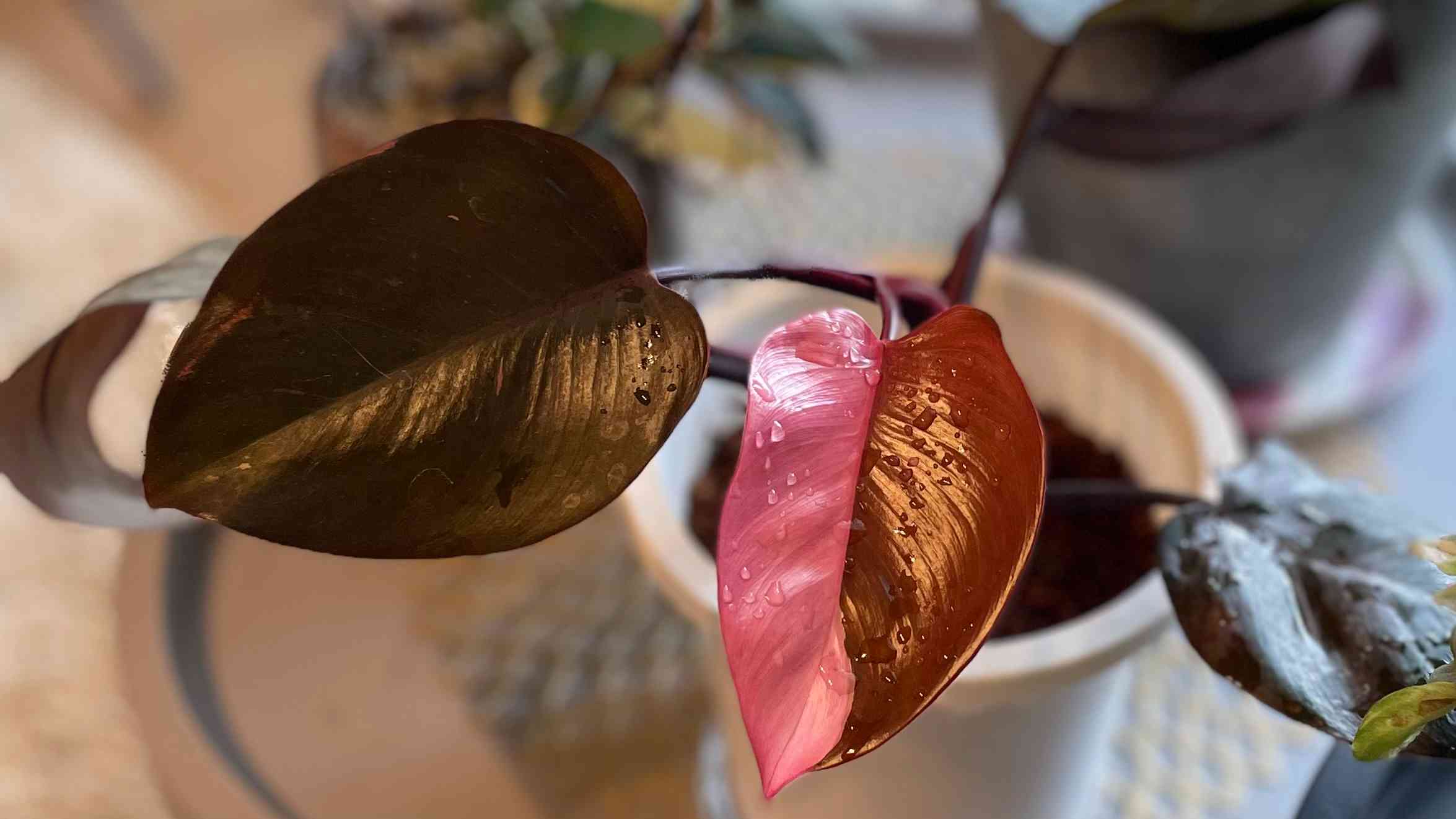 ピンクプリンセス】成長記録｜🍀GreenSnap（グリーンスナップ）