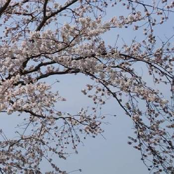 私の好きな場所の画像 by さちべさん | お出かけ先と15歳4ヶ月と忘れないとこれからも一緒だよと千波湖とありがとうと私の好きな場所と可愛いねと愛犬キュウタロウと花のある暮らしとたにおたくらぶと薔薇大好きと楽しい時間と茨城県水戸市