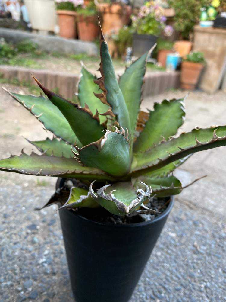 アガベ胴切り天&地　合計8株　ネームド株 アガベ胴切り天&地 合計8株 ネームド株