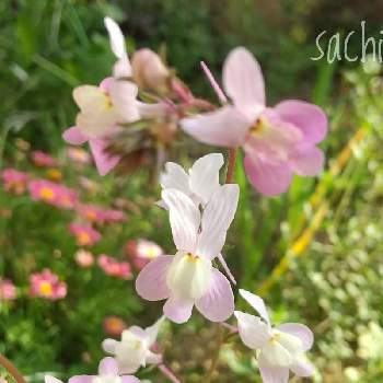 小さな希望の画像 by sachiさん | 小さな庭とヒメキンギョソウと最前線のあなたへと負けないで！と小さな希望とコロナに負けるな！と#最前線のあなたへと希望の輝きと#幸旅と今日の花便りと花のある暮らしと私のお庭
