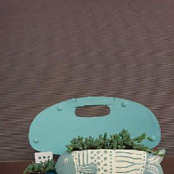 サニコさんリメ缶の画像 by ミールンさん | ꒰ღ˘◡˘ற꒱かわゅ~とトトの日と繋がりに感謝♡と多肉４年目❤️とくじらプランターとお魚鉢とサニコさんリメ缶とサニコさんのタコ鉢