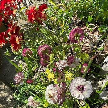 ラナンキュラス・ラックス アイオリアの画像 by Pちゃんさん | 小さな庭とラナンキュラス・ラックス アイオリアと花のある暮らしと植中毒とラナンキュラス・ラックスと今日のお花
