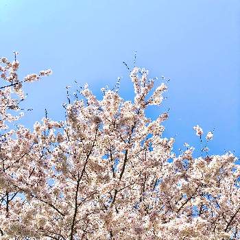  桜の花の画像 by たまごやきさん | お出かけ先とyu ＆ゆうクラブとピンクの花と 桜の花と桜フォトコン2022とおうち園芸と花のある暮らし