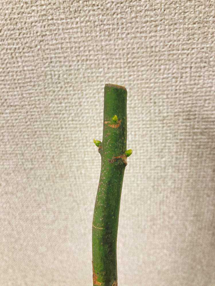 波瀾万丈】パキラミルキーウェイの記録｜🍀GreenSnap（グリーンスナップ）