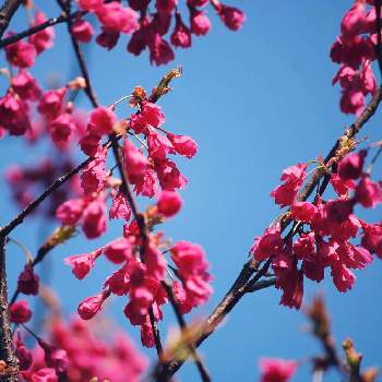 寒緋桜の画像 by しおんさん | お出かけ先と寒緋桜とピンクの花と散歩中と川沿い散歩と桜フォトコン2022
