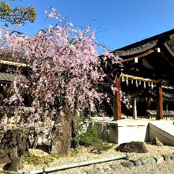  桜の花の画像 by HIMIKOさん | お出かけ先と熱田神宮と八重の枝垂れ桜と 桜の花