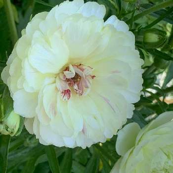 ラナンキュラスラックス ニノスの投稿画像一覧 Greensnap グリーンスナップ