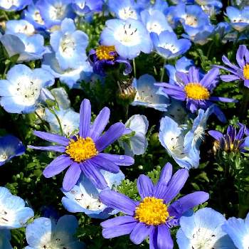 フェリシア♪の画像 by 岡けんさん |  ネモフィラと青色の花と愛しの紫とブルーデイージーとフェリシア♪