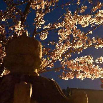夜桜の画像 by margaritaさん | お出かけ先と癒しの時間と桜フォトコン2022と今日の一枚とおきにいりといやし♡と夜桜と今日の花と小さな幸せ♡と花のある暮らしと大好き♡︎ʾʾとかわいい♡♡と今日の草木