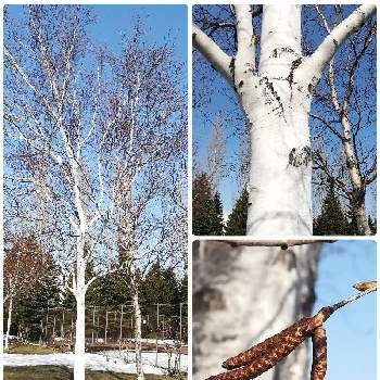 木の実の画像 by モニさん | お出かけ先と白樺と木の実と雪景色と公園と自然大好きと北海道