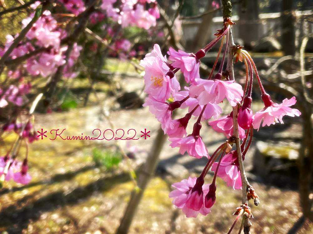 ハンドメイド❣️春のフラワーアレンジ桜の花❣️