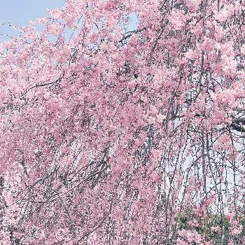 圧巻の画像 by はなあーちゃんさん | お出かけ先と枝垂れ桜としだれ桜と癒される♡とピンクの花と桜フォトコン2022と綺麗と美しい✨✨と常陸風土記の丘と圧巻とピンクのブーケ(花束)