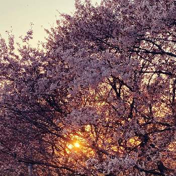 癒しの場所✨の画像 by momorumさん | お出かけ先と散歩コースと故郷の風景と癒しの場所✨と桜フォトコン2022