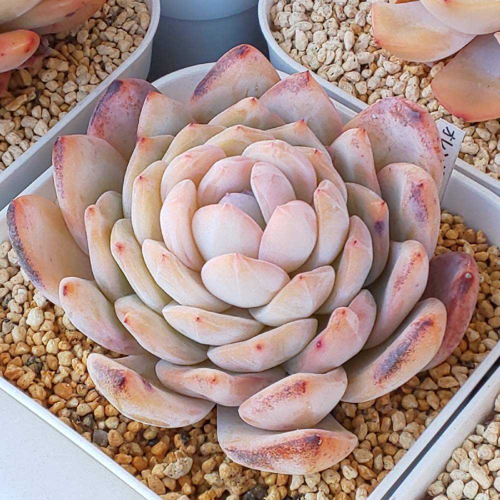 多肉植物エケベリア  オレンジモンロー2頭 多肉植物 エケベリア オレンジモンロー 7.5cmポット苗 : ハニー