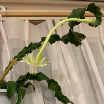 エピフィルム グアテマレンシスの投稿画像一覧 Greensnap グリーンスナップ