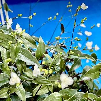 小っちゃい♪の画像 by レモン茶さん | お出かけ先とブライダルベールと花言葉と白い花と今日のお花と小っちゃい♪