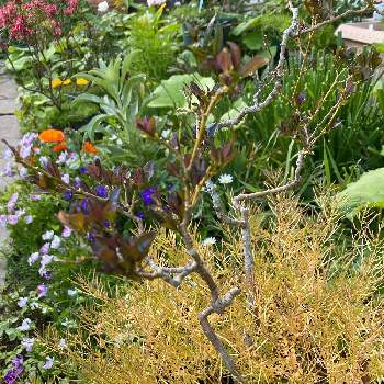 タネツケバナ属の画像 by nanairoFさん | 小さな庭とタネツケバナ属と春の庭とお花に癒されてと鉢植えと花のある暮らしと黄金色と春本番