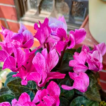 ガーデンシクラメンクレヨンの画像 by 黒ねこさん | 玄関とGSの繋がりに感謝♡とピンクの花とGS3年生とはなのある暮らしとガーデンシクラメンクレヨンと平和な日々を願いと黒にゃんこ隊