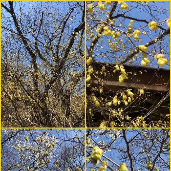 ヒュウガミズキの投稿画像一覧 Greensnap グリーンスナップ