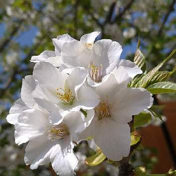  桜の花の画像 by flowerloveさん | お出かけ先とサクラと桜の花♡とさくら 桜 サクラと 桜の花と白い桜♡