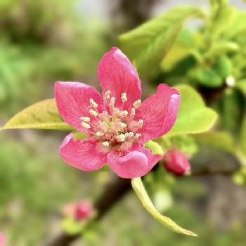 カリンの花の投稿画像一覧 Greensnap グリーンスナップ